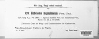 Hebeloma mesophaeum image